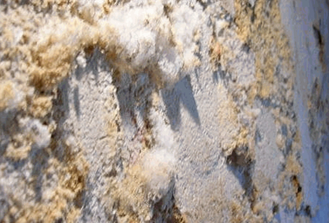 A image of mold on wall due to seepage.